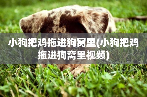 小狗把雞拖進狗窩里(小狗把雞拖進狗窩里視頻)