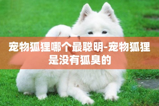 寵物狐貍哪個最聰明-寵物狐貍是沒有狐臭的