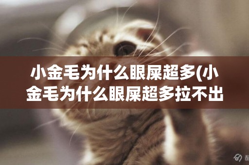 小金毛為什么眼屎超多(小金毛為什么眼屎超多拉不出來)