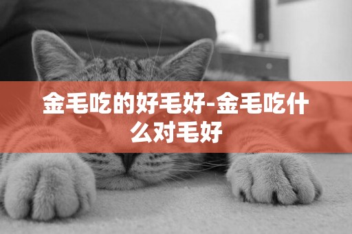 金毛吃的好毛好-金毛吃什么對毛好