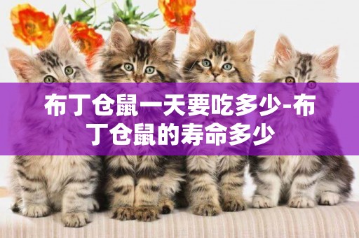 布丁倉鼠一天要吃多少-布丁倉鼠的壽命多少