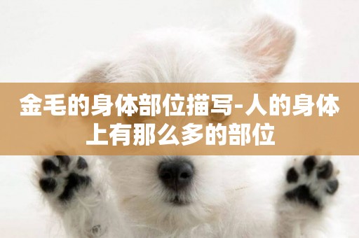 金毛的身體部位描寫-人的身體上有那么多的部位