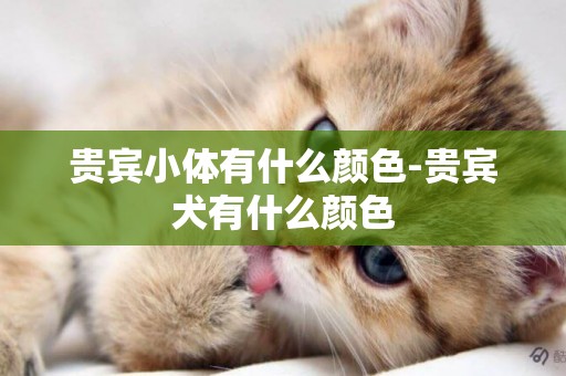 貴賓小體有什么顏色-貴賓犬有什么顏色