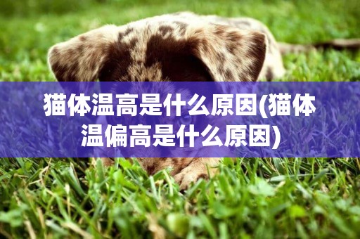 貓體溫高是什么原因(貓體溫偏高是什么原因)