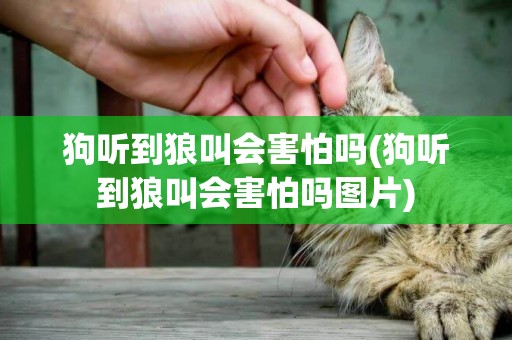 狗聽到狼叫會害怕嗎(狗聽到狼叫會害怕嗎圖片)