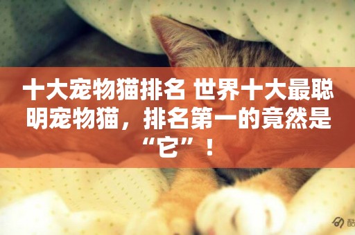 十大寵物貓排名 世界十大最聰明寵物貓，排名第一的竟然是“它”！ 