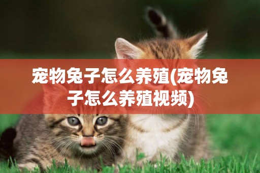 寵物兔子怎么養殖(寵物兔子怎么養殖視頻)