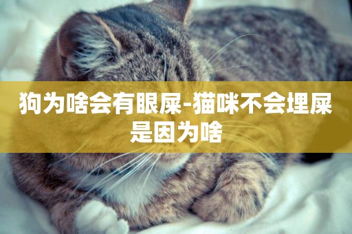 狗為啥會有眼屎-貓咪不會埋屎是因為啥