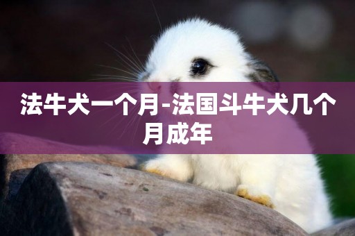 法牛犬一個月-法國斗牛犬幾個月成年