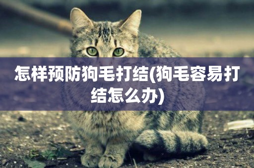 怎樣預防狗毛打結(狗毛容易打結怎么辦)