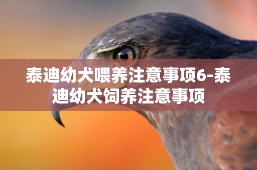 泰迪幼犬喂養注意事項6-泰迪幼犬飼養注意事項