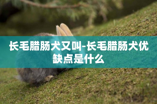 長毛臘腸犬又叫-長毛臘腸犬優缺點是什么