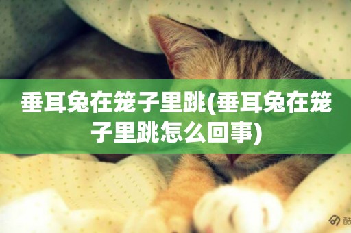 垂耳兔在籠子里跳(垂耳兔在籠子里跳怎么回事)