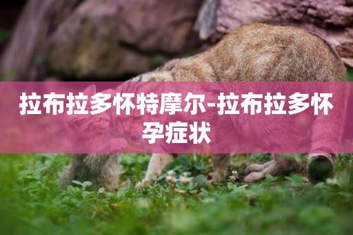 拉布拉多懷特摩爾-拉布拉多懷孕癥狀