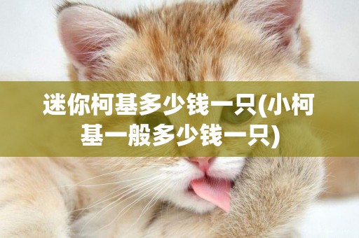 迷你柯基多少錢一只(小柯基一般多少錢一只)