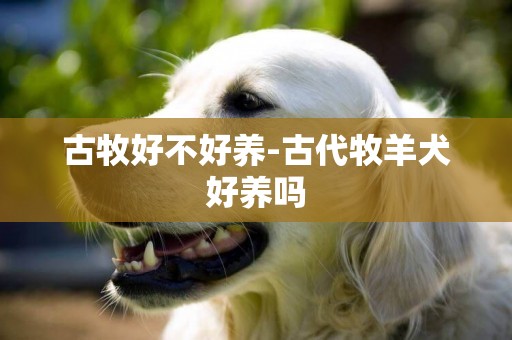 古牧好不好養-古代牧羊犬好養嗎