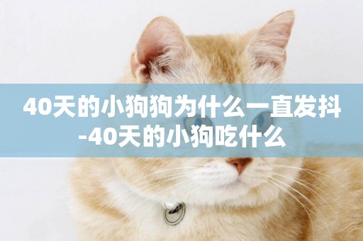 40天的小狗狗為什么一直發抖-40天的小狗吃什么