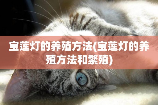 寶蓮燈的養殖方法(寶蓮燈的養殖方法和繁殖)