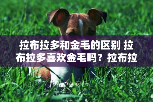 拉布拉多和金毛的區別 拉布拉多喜歡金毛嗎？拉布拉多犬和金毛獵犬有什么區別？ 