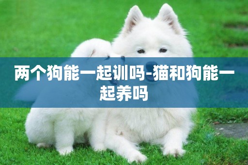 兩個狗能一起訓嗎-貓和狗能一起養嗎