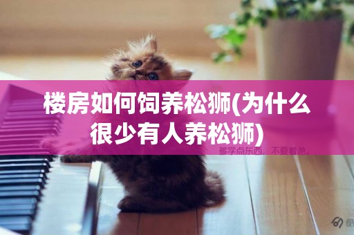 樓房如何飼養松獅(為什么很少有人養松獅)