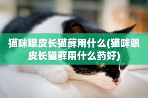 貓咪眼皮長貓蘚用什么(貓咪眼皮長貓蘚用什么藥好)