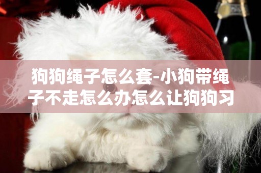 狗狗繩子怎么套-小狗帶繩子不走怎么辦怎么讓狗狗習慣牽引繩