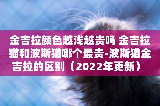 金吉拉顏色越淺越貴嗎 金吉拉貓和波斯貓哪個最貴-波斯貓金吉拉的區別（2022年更新） 