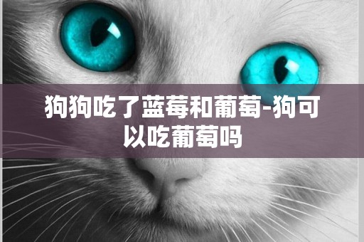 狗狗吃了藍莓和葡萄-狗可以吃葡萄嗎