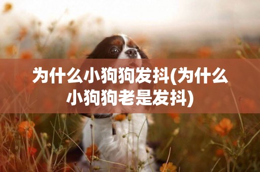 為什么小狗狗發抖(為什么小狗狗老是發抖)