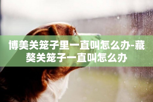 博美關籠子里一直叫怎么辦-藏獒關籠子一直叫怎么辦