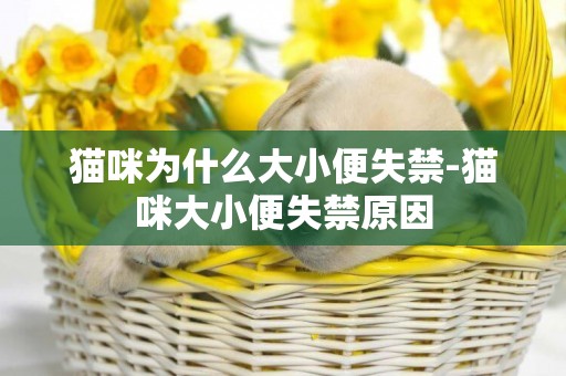 貓咪為什么大小便失禁-貓咪大小便失禁原因