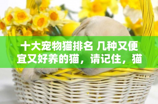 十大寵物貓排名 幾種又便宜又好養的貓，請記住，貓舍一般不推薦 