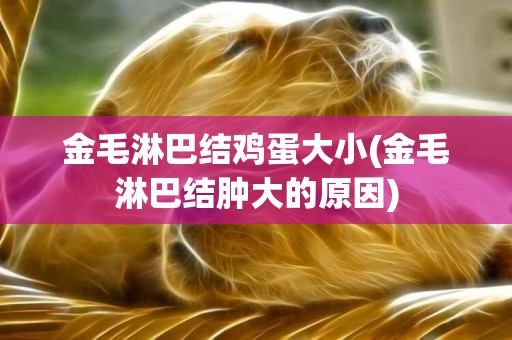 金毛淋巴結雞蛋大小(金毛淋巴結腫大的原因)