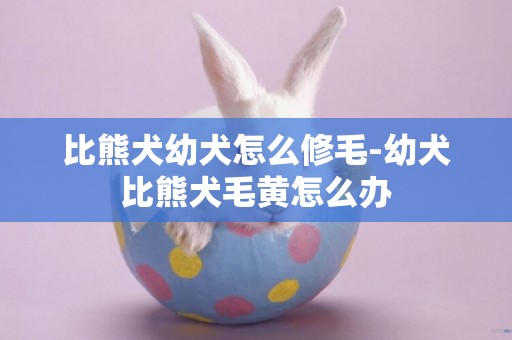 比熊犬幼犬怎么修毛-幼犬比熊犬毛黃怎么辦