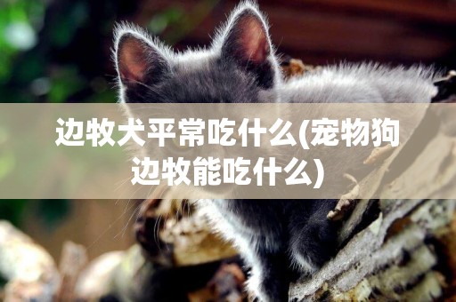 邊牧犬平常吃什么(寵物狗邊牧能吃什么)
