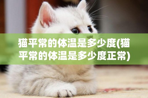 貓平常的體溫是多少度(貓平常的體溫是多少度正常)