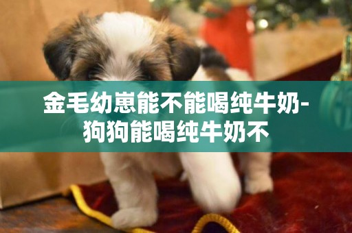 金毛幼崽能不能喝純牛奶-狗狗能喝純牛奶不