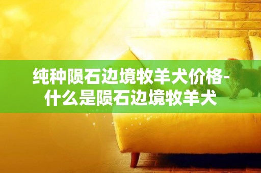純種隕石邊境牧羊犬價格-什么是隕石邊境牧羊犬