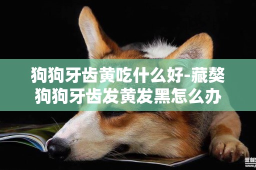狗狗牙齒黃吃什么好-藏獒狗狗牙齒發黃發黑怎么辦