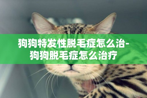狗狗特發性脫毛癥怎么治-狗狗脫毛癥怎么治療