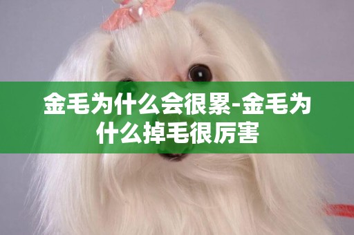 金毛為什么會很累-金毛為什么掉毛很厲害