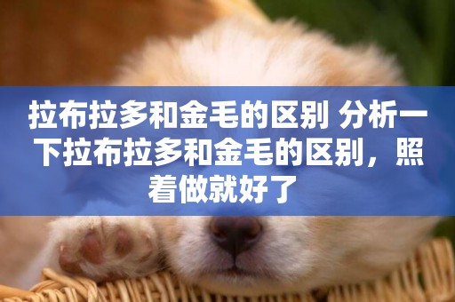 拉布拉多和金毛的區別 分析一下拉布拉多和金毛的區別，照著做就好了 