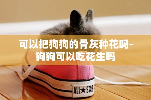 可以把狗狗的骨灰種花嗎-狗狗可以吃花生嗎