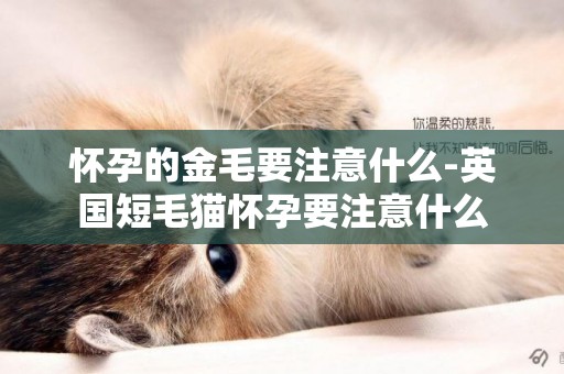 懷孕的金毛要注意什么-英國短毛貓懷孕要注意什么