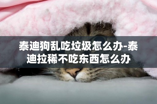 泰迪狗亂吃垃圾怎么辦-泰迪拉稀不吃東西怎么辦