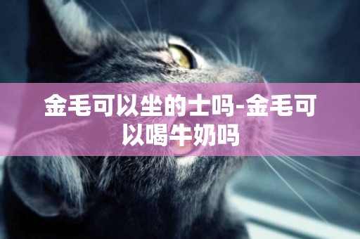 金毛可以坐的士嗎-金毛可以喝牛奶嗎