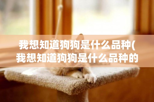 我想知道狗狗是什么品種(我想知道狗狗是什么品種的)