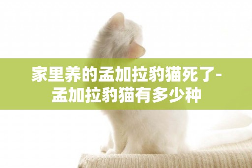 家里養的孟加拉豹貓死了-孟加拉豹貓有多少種