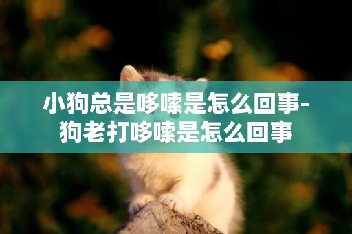 小狗總是哆嗦是怎么回事-狗老打哆嗦是怎么回事
